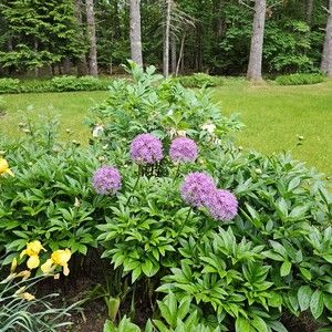 Meet your Posher, Cookie